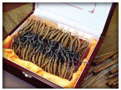 徽县冬虫夏草回收